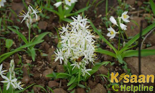 White Musli (सफेद मूसली)
